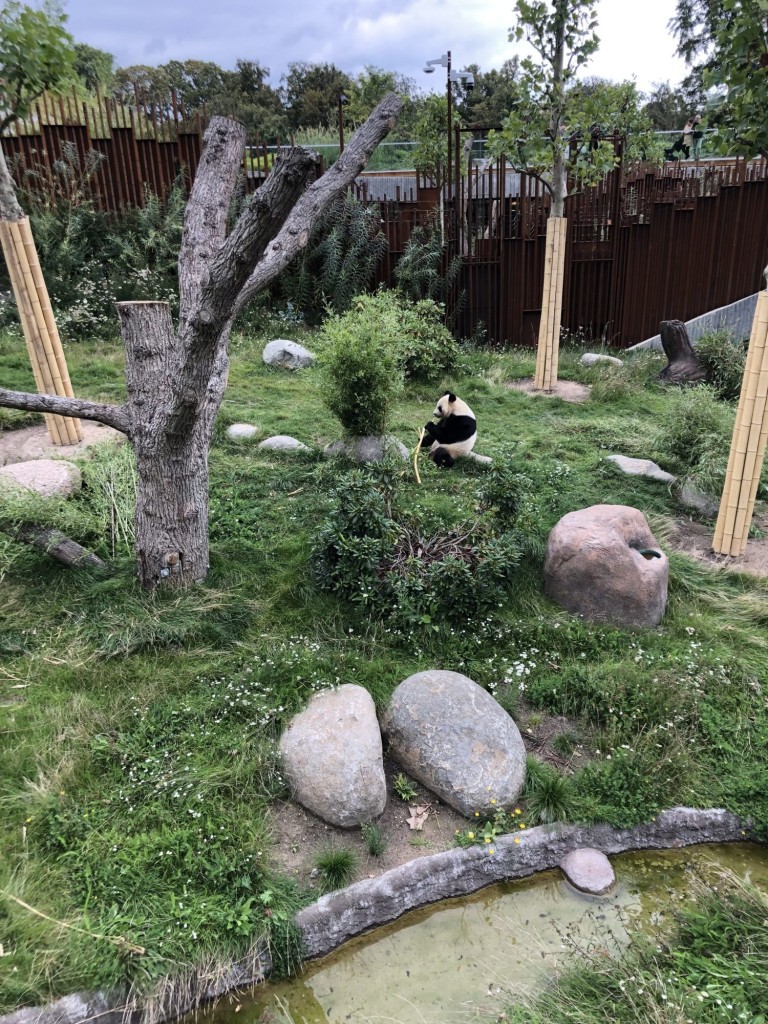 Flot belægning på stier ved pandaer i zoo